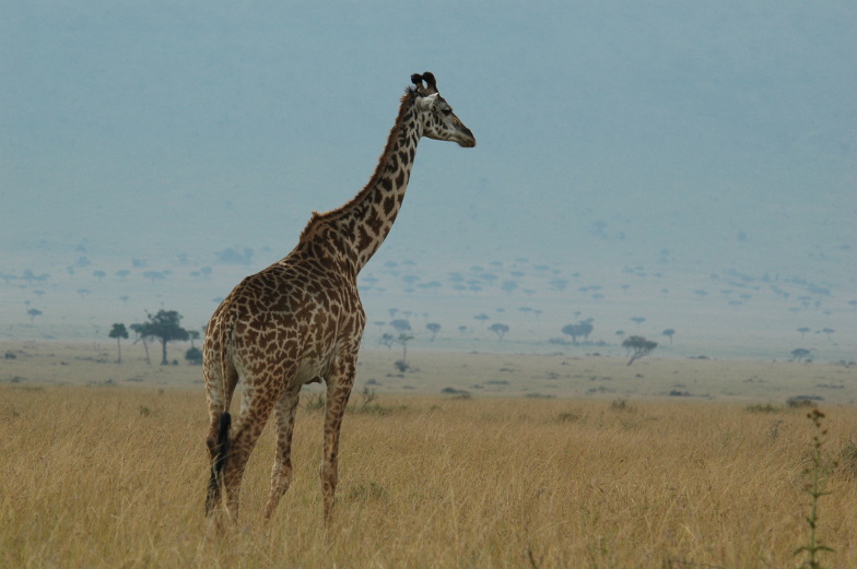 AERIAL TOTAL COUNT OF ELEPHANTS, BUFFALOES AND GIRAFFES IN THE MASAI MARA ECOSYTEM (MAY 2017)
