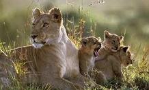 UPDATE ON LION POISONING IN THE MARA