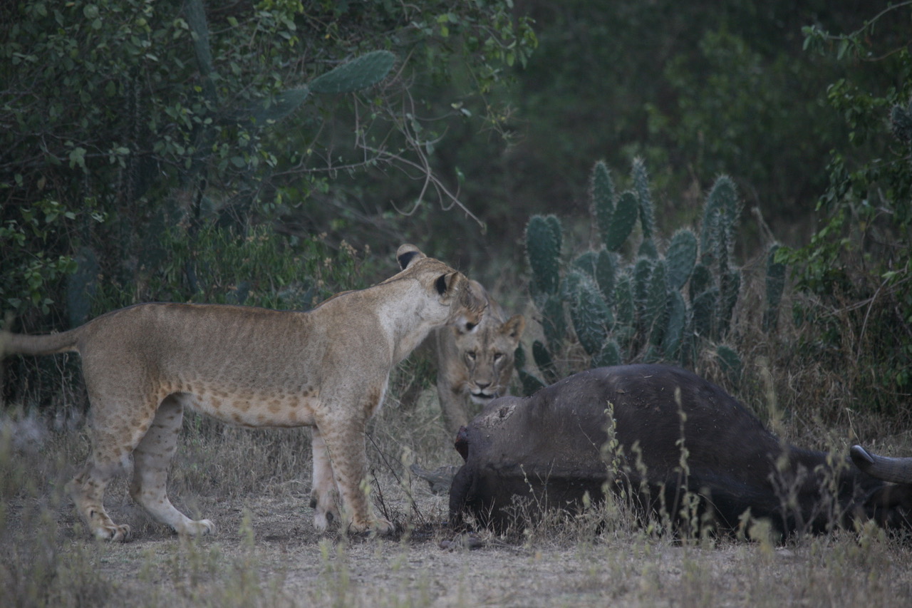 ANNUAL CARNIVORE RESEARCH AND CONSERVATION CONFERENCE, 2018