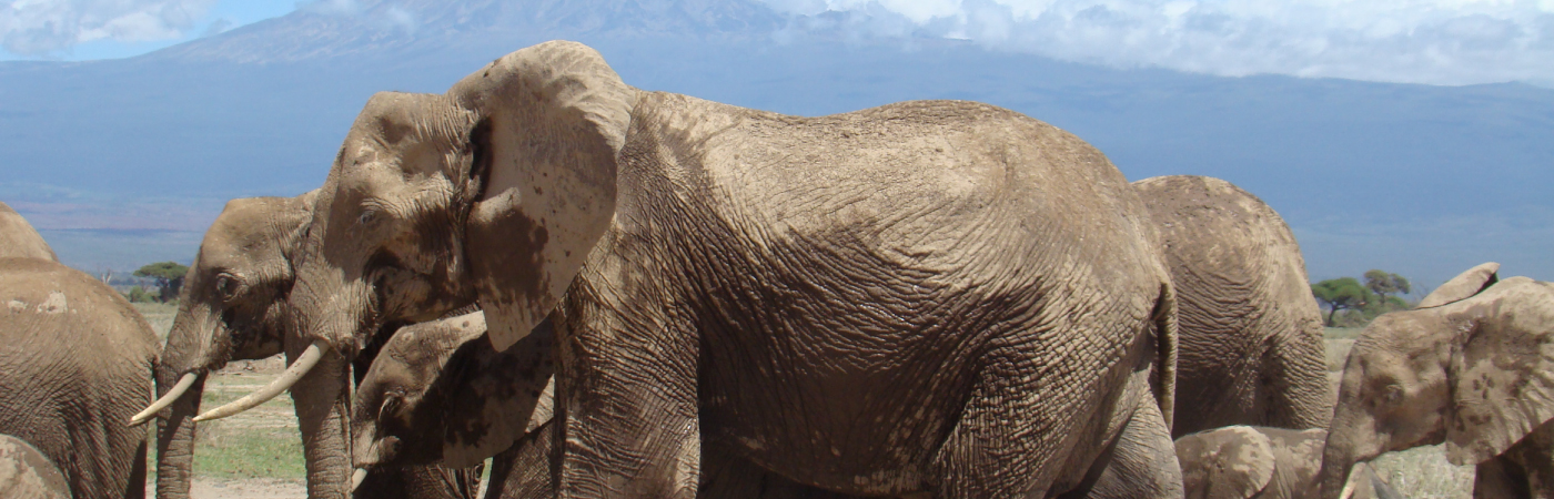 Home of the African Elephant