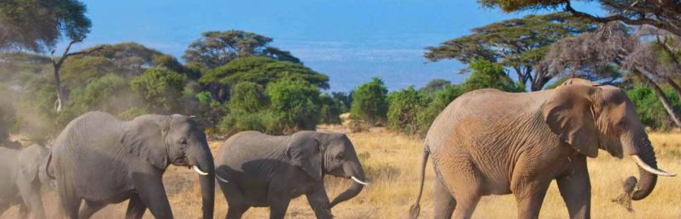 Home of the African Elephant