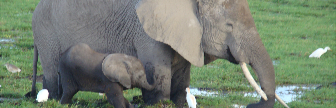 Home of the African Elephant