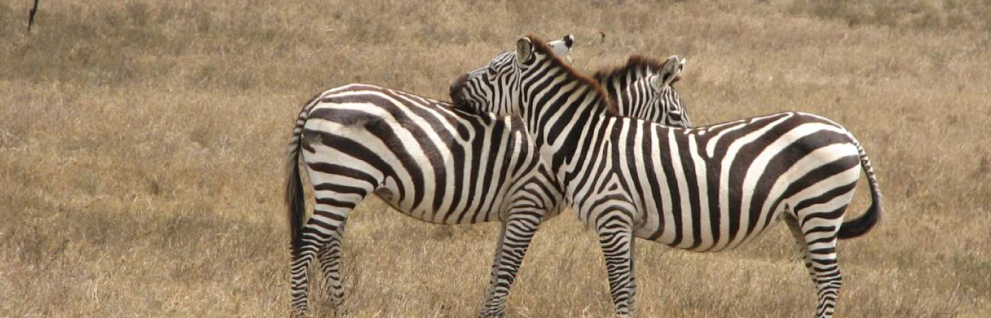 A Walk on the Wild Side