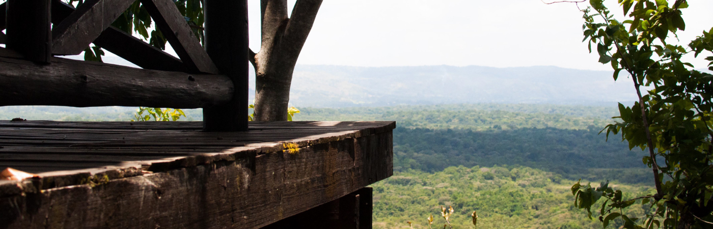 Canopy of Natural Beauty