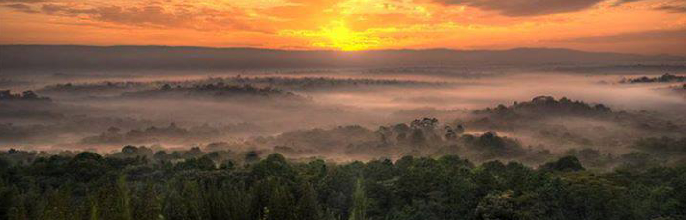 Canopy of Natural Beauty