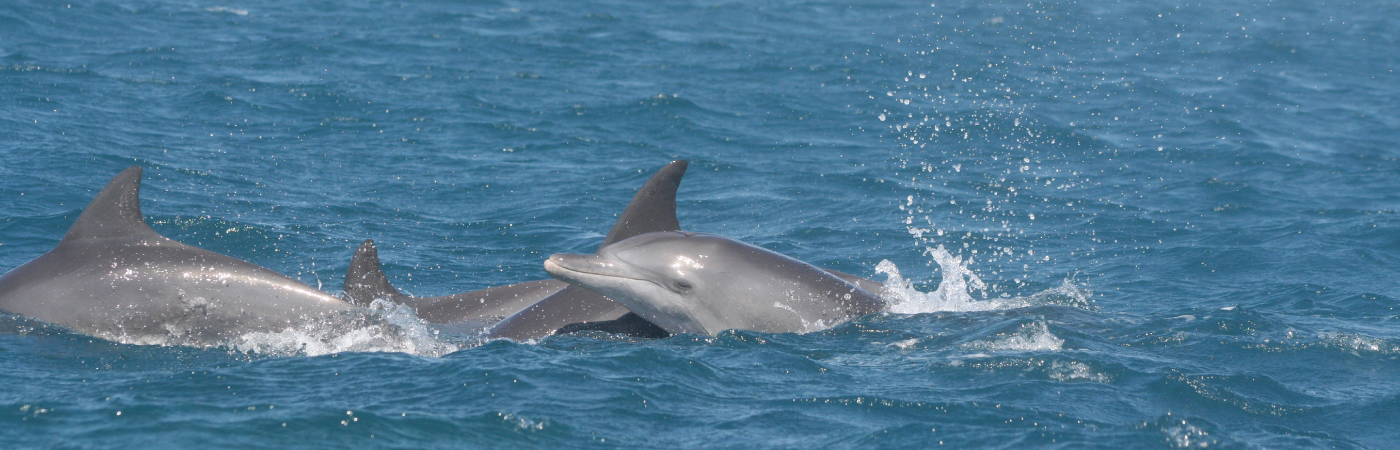 Home of the Dolphins