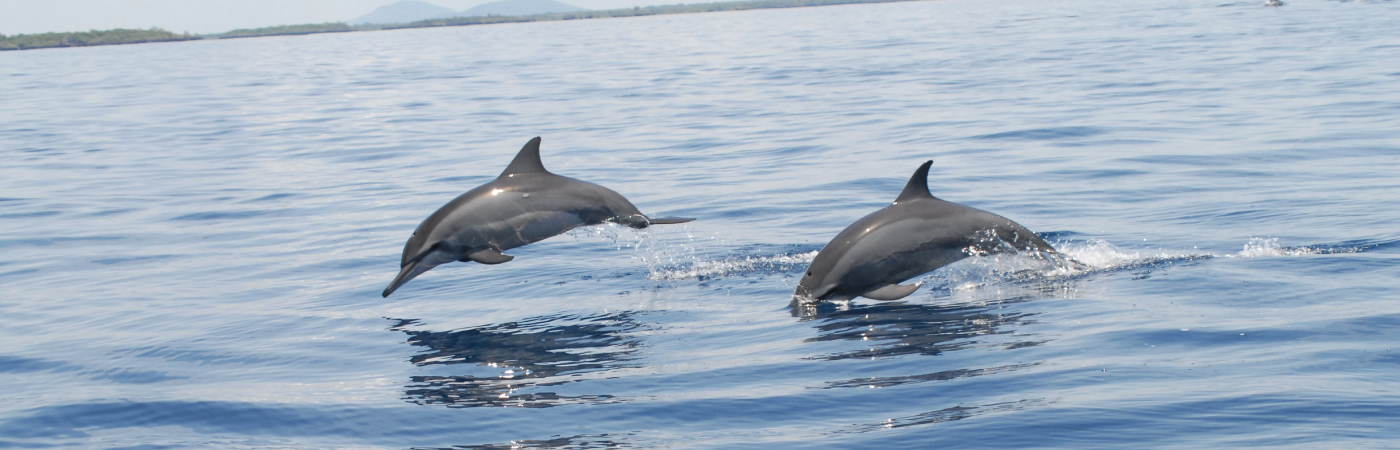 Home of the Dolphins