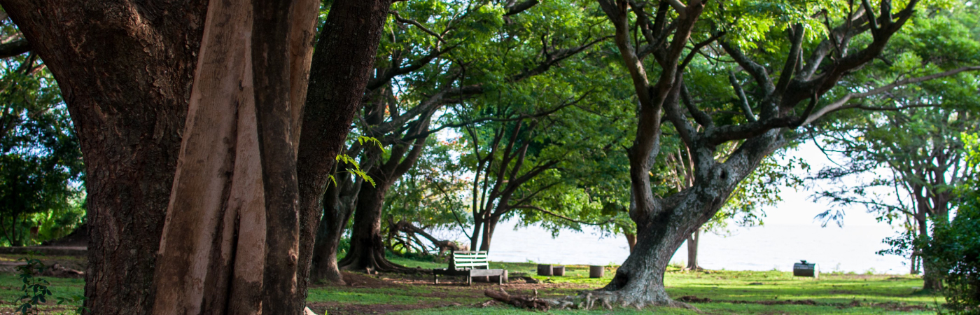 A Lakeshore Walk with the Impalas