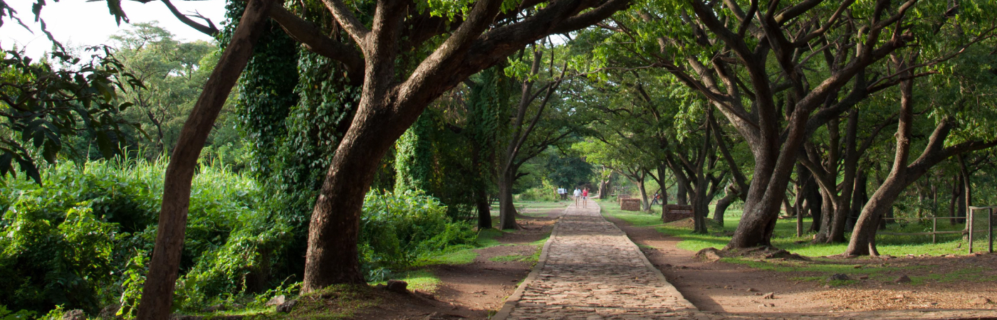 A Lakeshore Walk with the Impalas