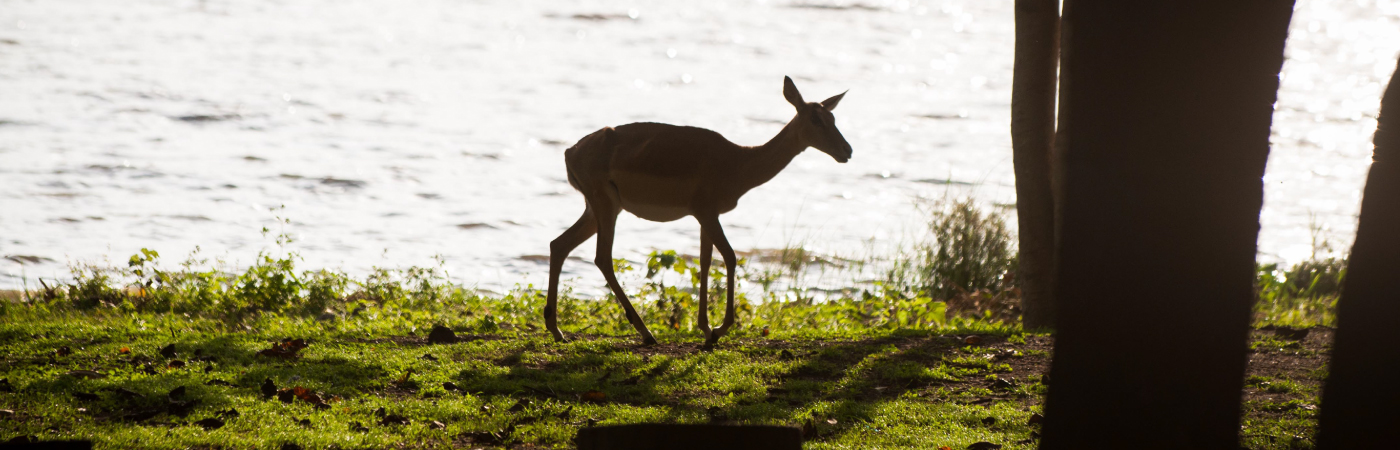 A Lakeshore Walk with the Impalas