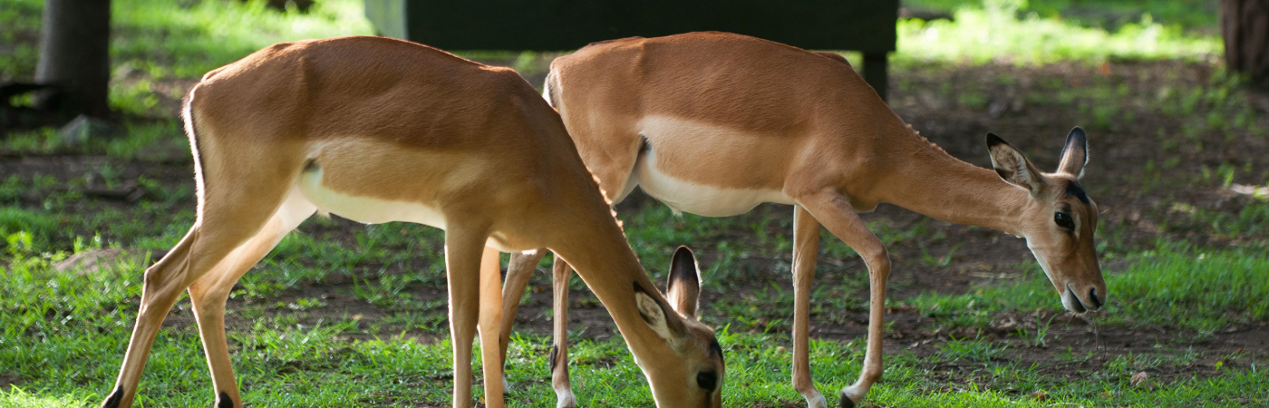 A Lakeshore Walk with the Impalas