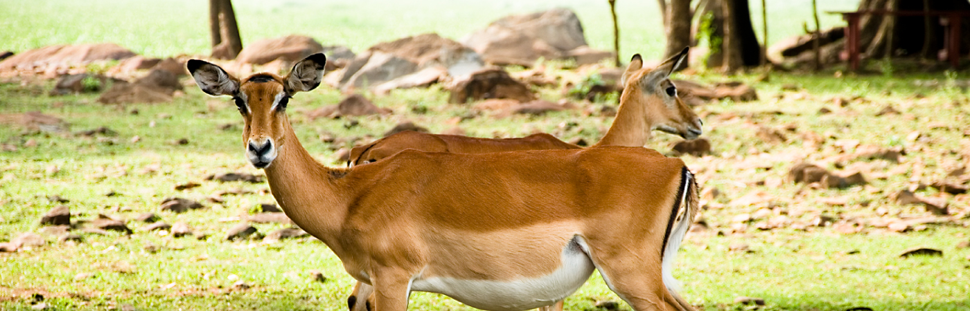 A Lakeshore Walk with the Impalas