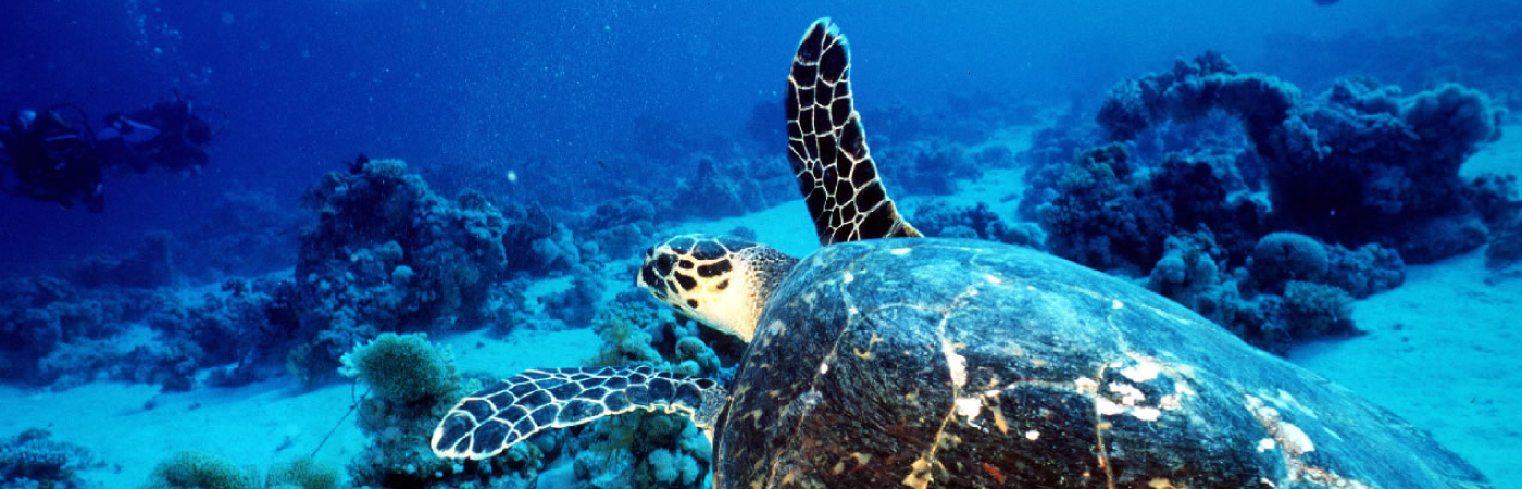 Allure of natural beauty