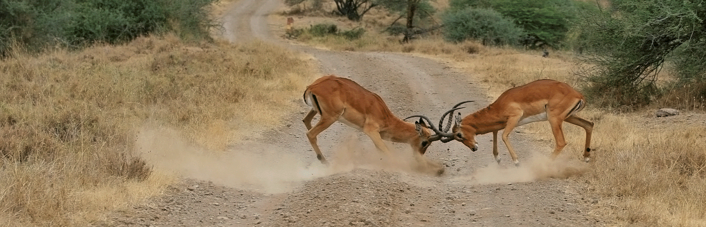 The World’s only Wildlife Capital