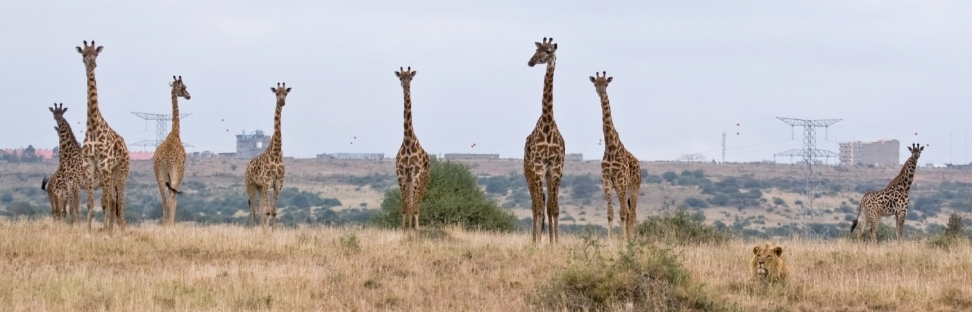 The World’s only Wildlife Capital