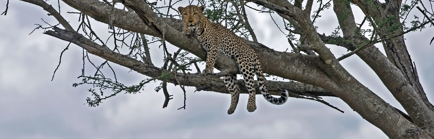 The World’s only Wildlife Capital
