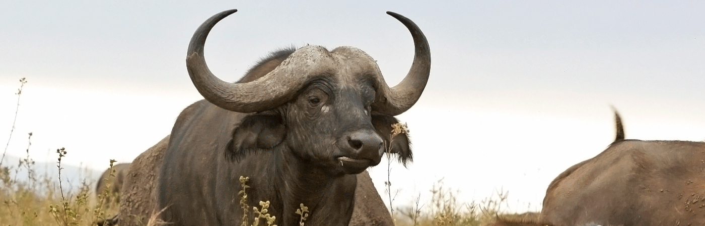 The World’s only Wildlife Capital