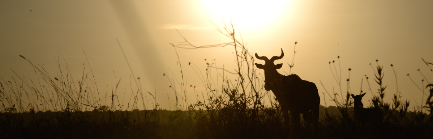 The World’s only Wildlife Capital
