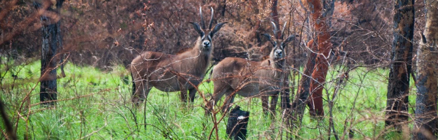 Dramatic Valley of the Roan Antelope and Oribi