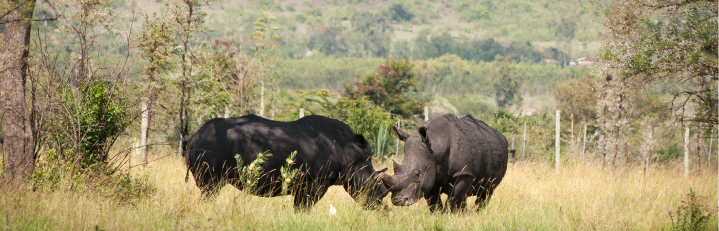 Dramatic Valley of the Roan Antelope and Oribi
