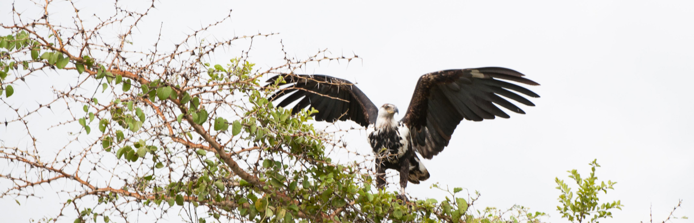 Dramatic Valley of the Roan Antelope and Oribi