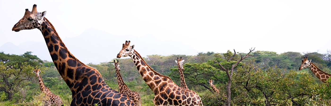 Dramatic Valley of the Roan Antelope and Oribi