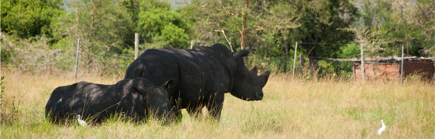 Paradise of the Sable antelope