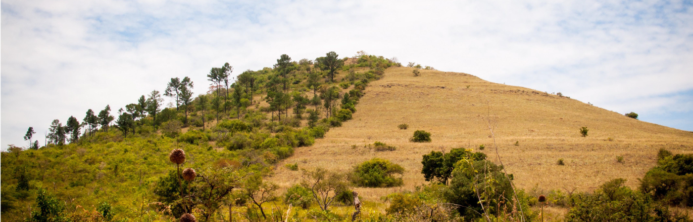Dramatic Valley of the Roan Antelope and Oribi