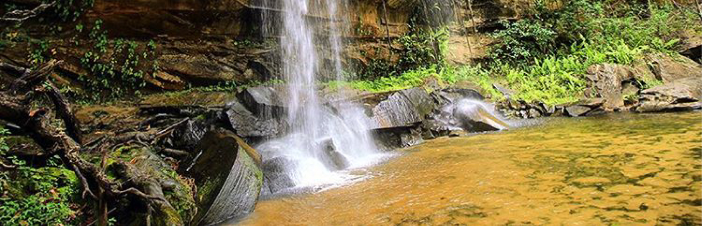 Paradise of the Sable antelope