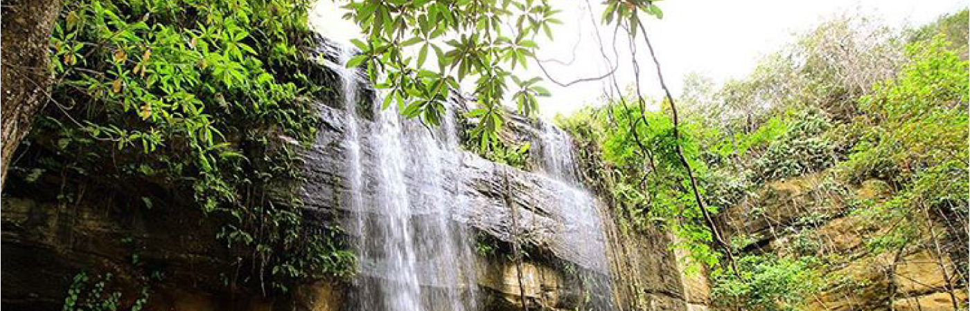 Paradise of the Sable antelope