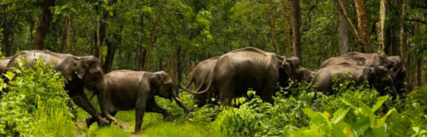 Paradise of the Sable antelope