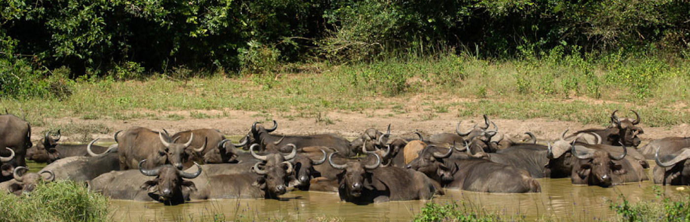 Paradise of the Sable antelope