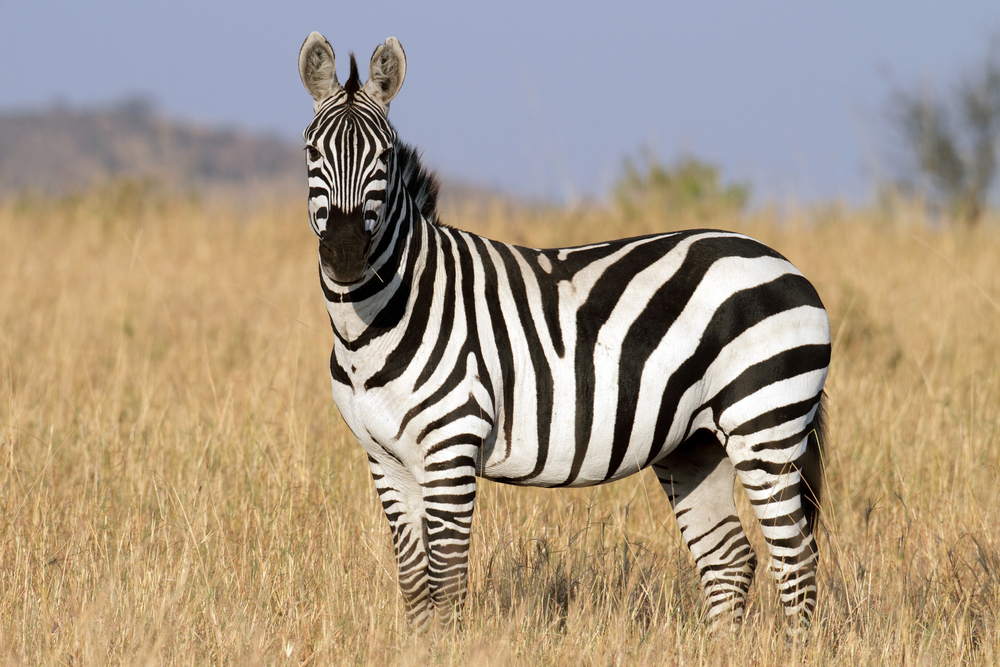 kws