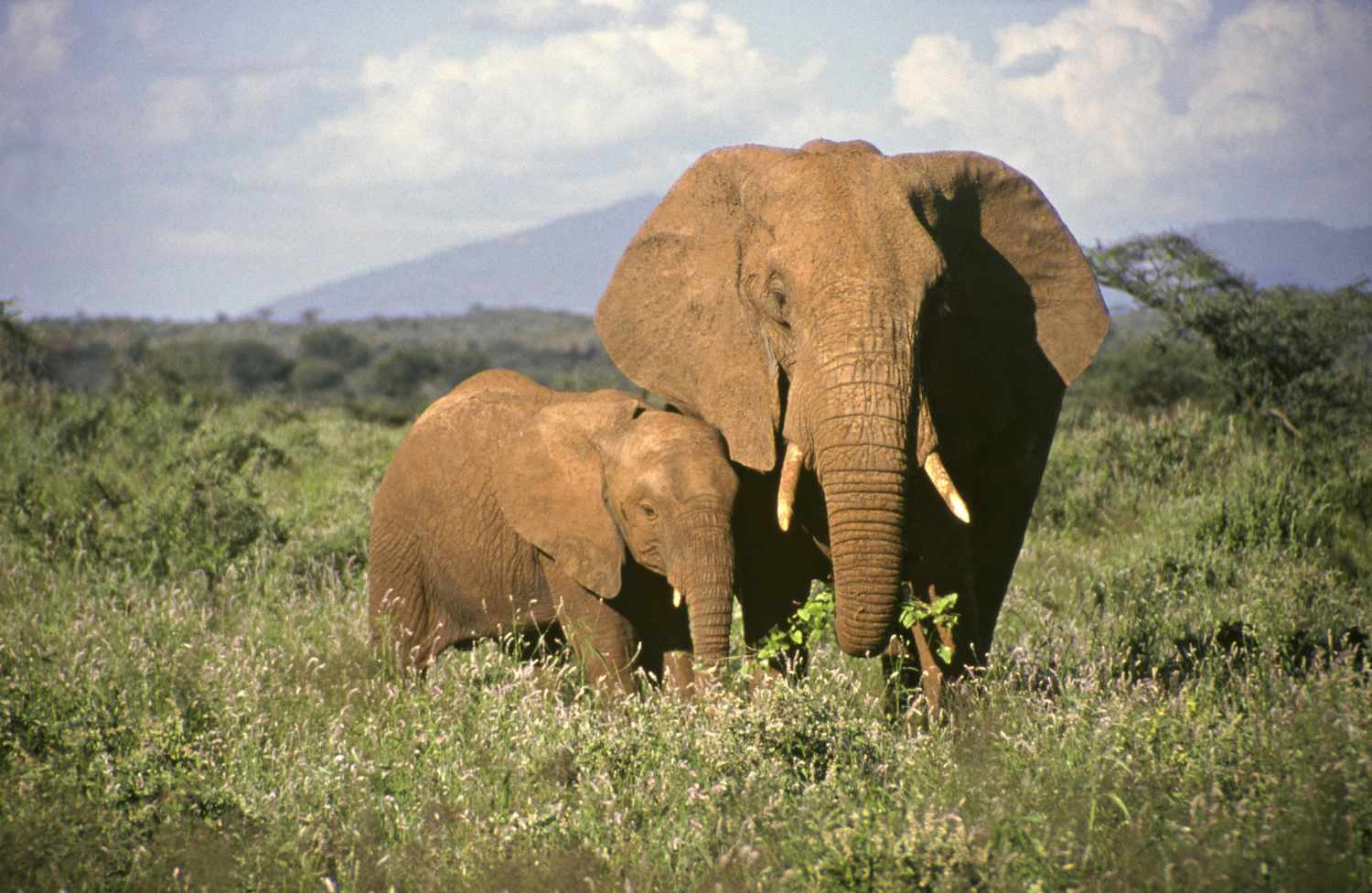 elephants