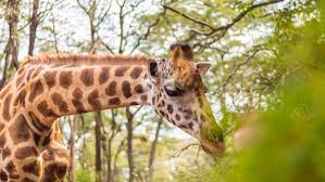 giraffe