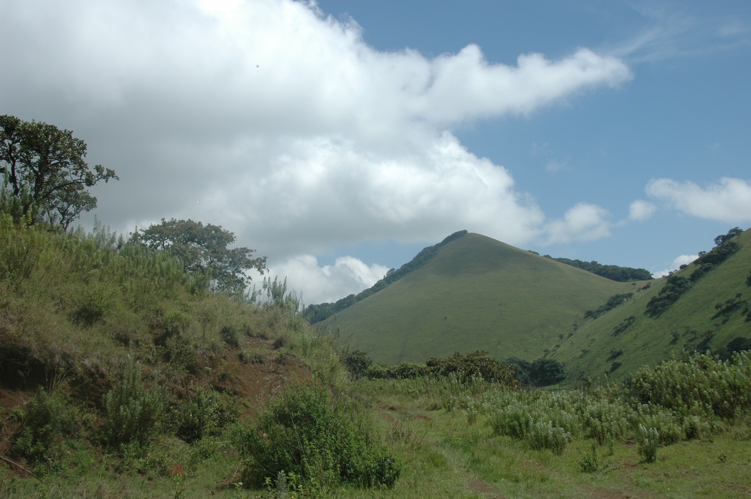 Green Hills of Africa