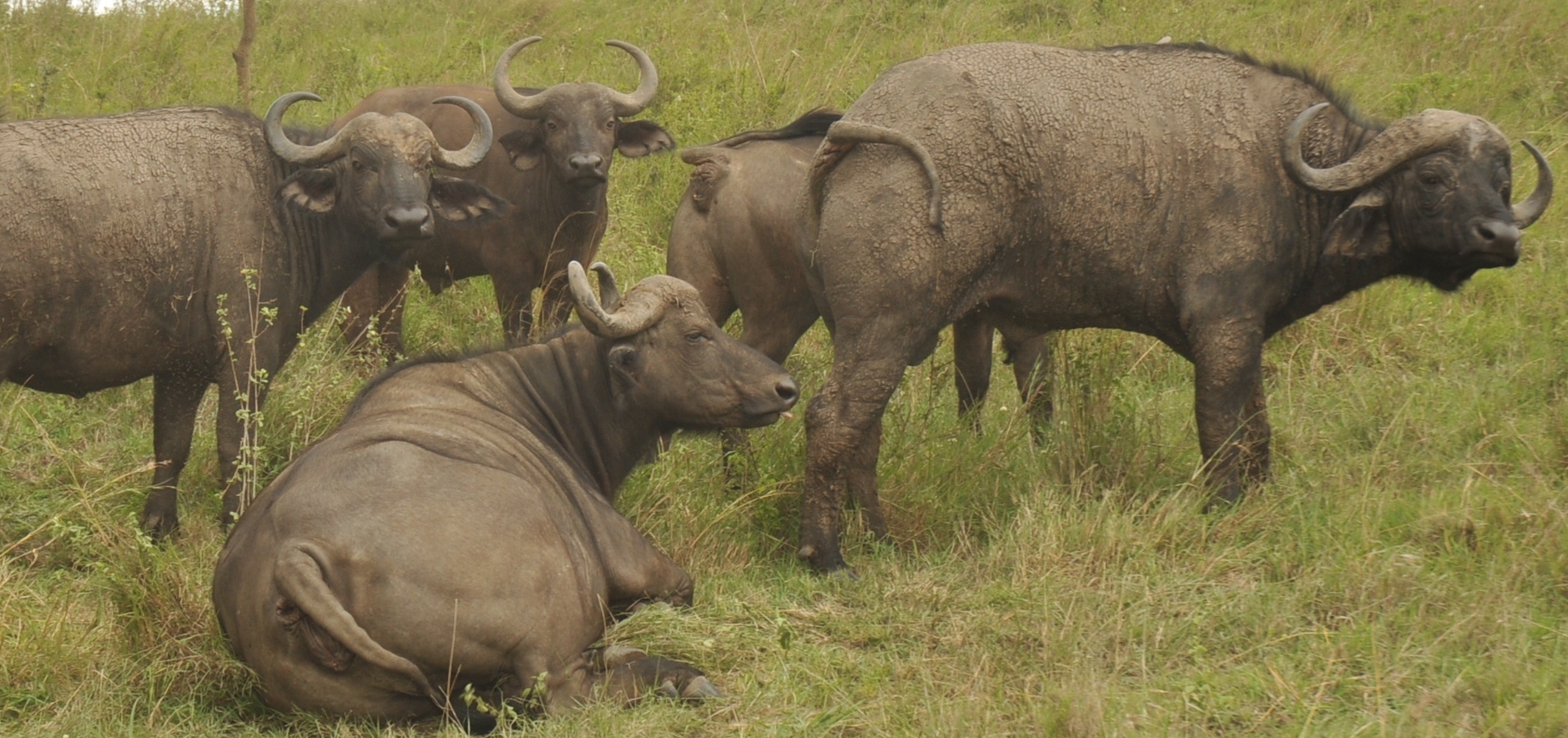 Wildlife Management