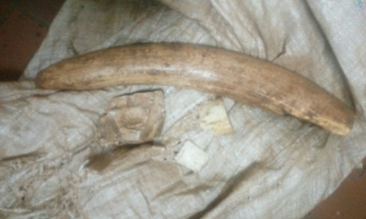 THREE FINED SH. 3 MILLION FOR ILLEGAL POSSESSION OF IVORY