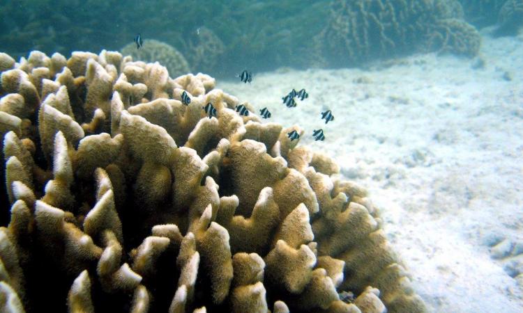 A “roller coaster” ride as we explore the world under water of the Kenyan Coast