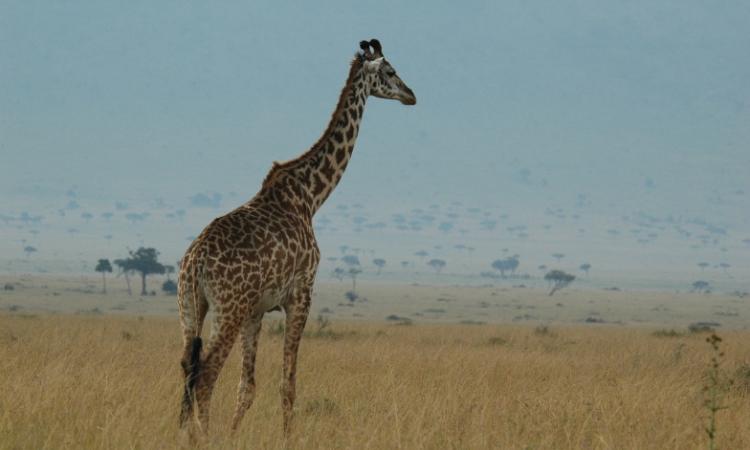 AERIAL TOTAL COUNT OF ELEPHANTS, BUFFALOES AND GIRAFFES IN THE MASAI MARA ECOSYTEM (MAY 2017)