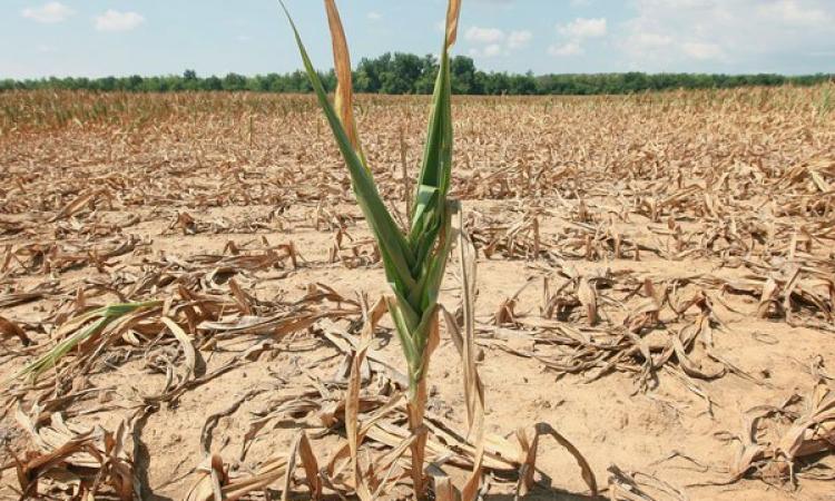 ALERT ON INCREASED INCIDENCES OF HUMAN WILDLIFE CONFLICT