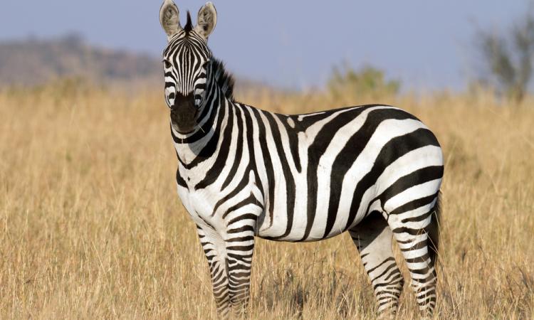 kws