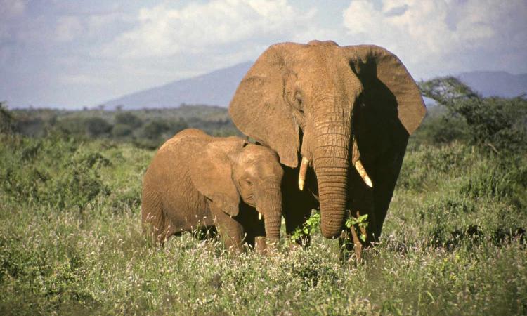 elephants