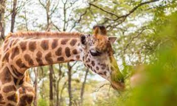 giraffe