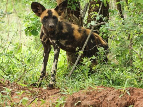 spotted hyena